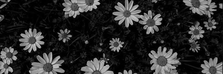 Sophia 🌺's banner