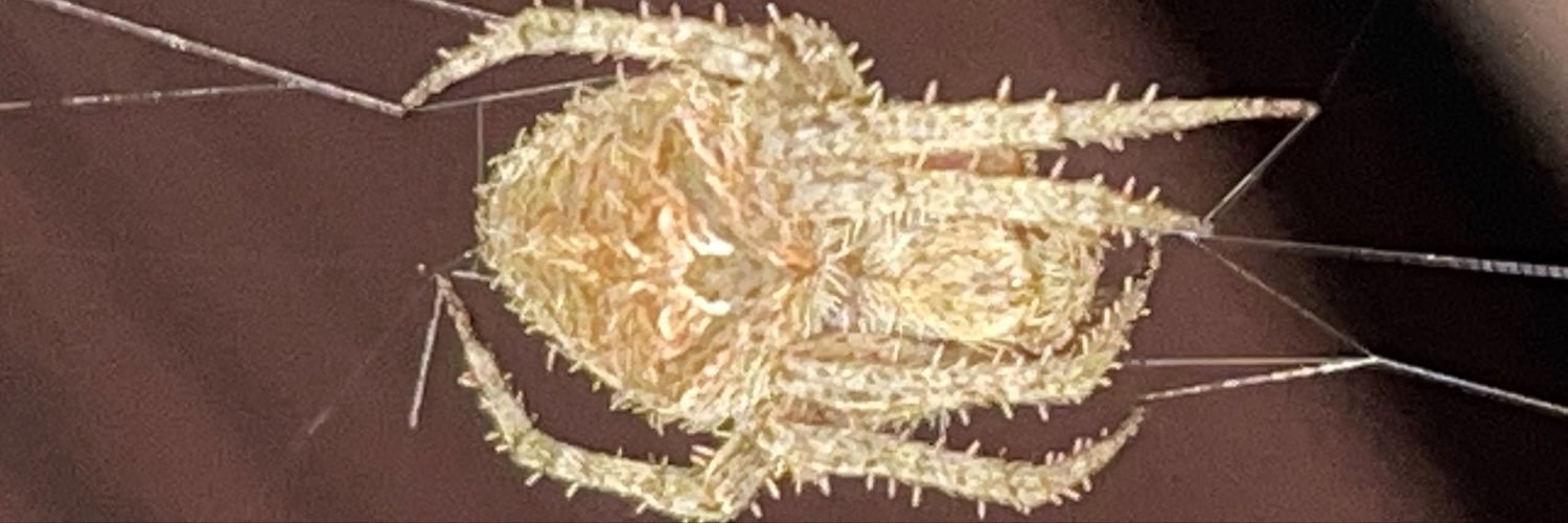 弗里茨·肖宇's banner