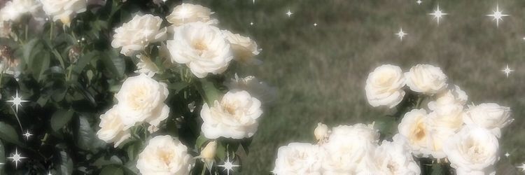 Peach Patcharamon's banner