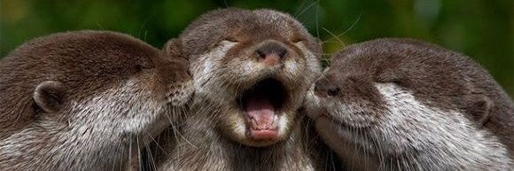 Michelle otter backup 🏳️‍⚧️'s banner