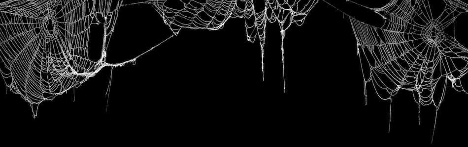 🕷️'s banner