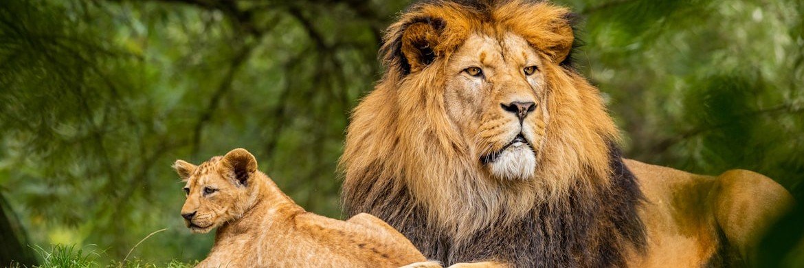 Wildlife Nature🇦🇺🇦🇮🇦🇺's banner
