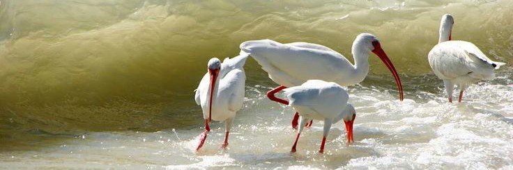 ibis(ALL bird eater)👻𓅠's banner