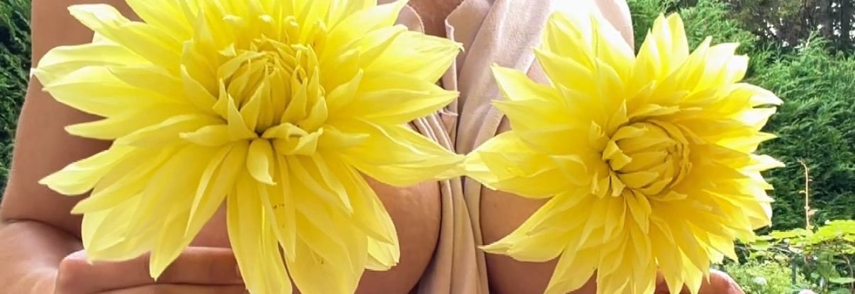 Wild Flower's banner