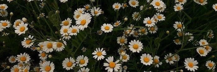 Chrissy Marie's banner