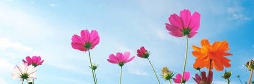 人妻さな🩵's banner