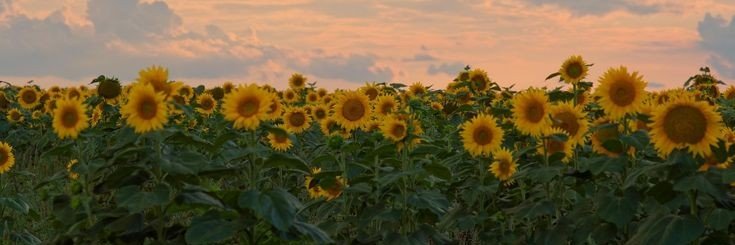 🌻☆ミ's banner