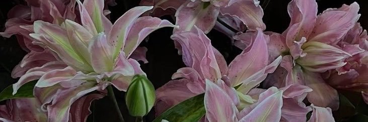 eve🌸's banner