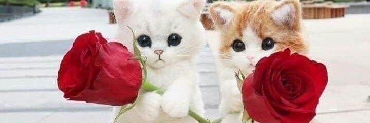 شوق's banner