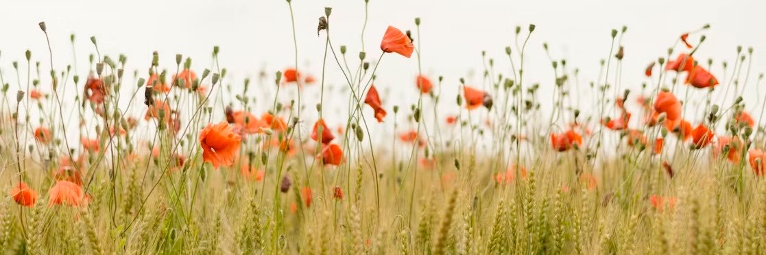 Maureen Doyle's banner