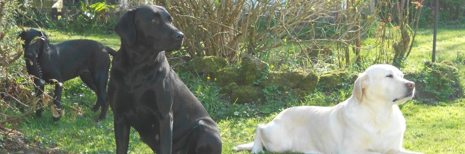 Kirsty 🐾🐾's banner