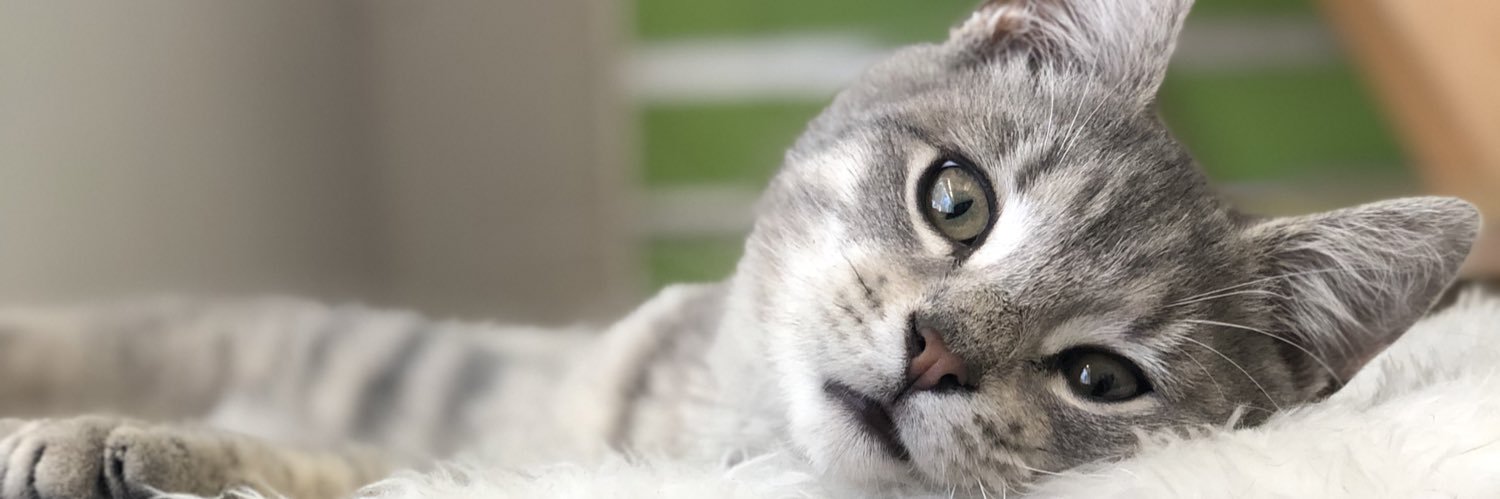 PAWS's banner