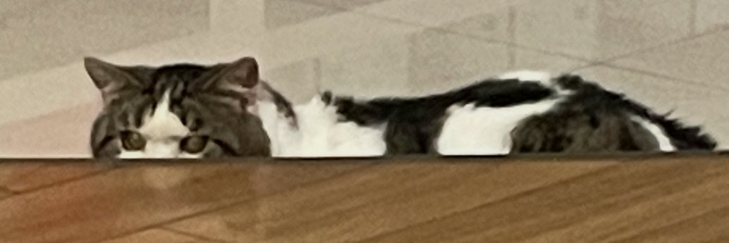 ジュンジュンとランラン's banner