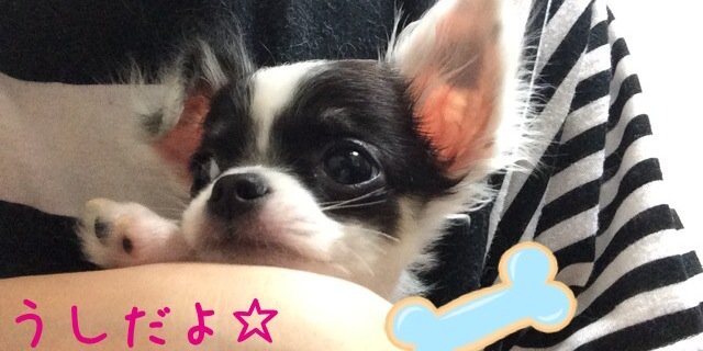 湊あかね🐣's banner