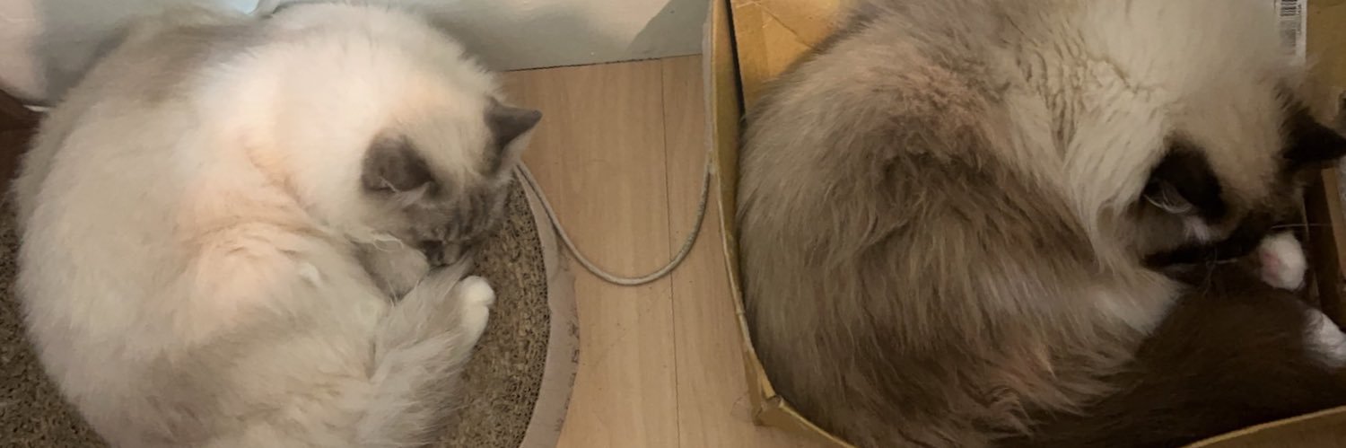 猫羽モカ️☕'s banner