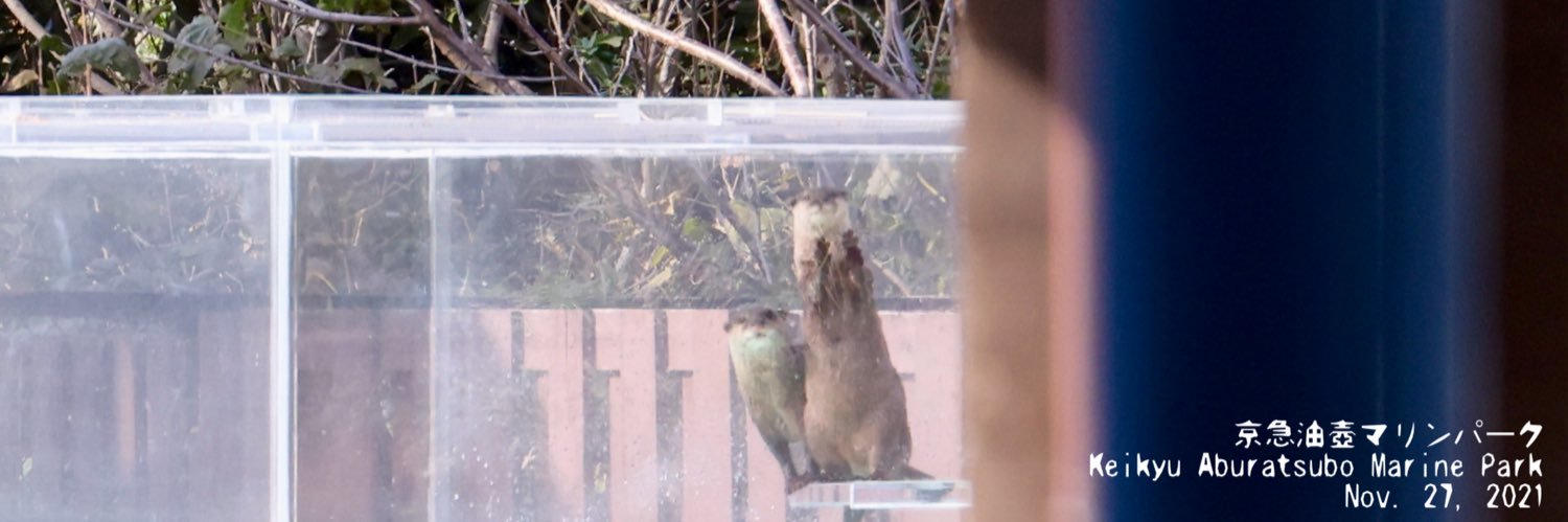 Parus's banner