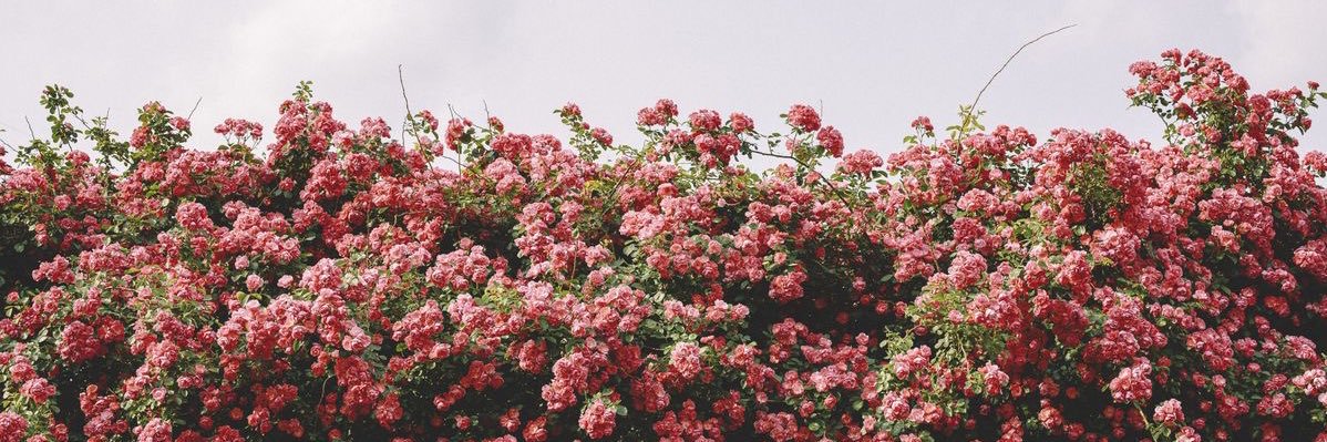 𝑺𝒎𝒊𝒍𝒆 𝑺𝒄𝒉𝒖𝒆𝒕𝒕 แฟนน้องฟรีนตัวจริง🌷🦋's banner