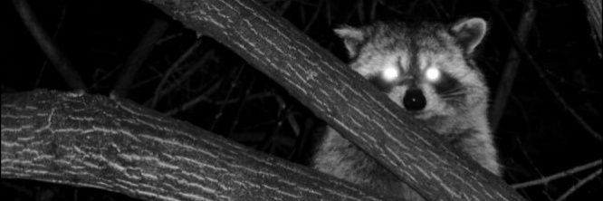 gabo 🦝's banner