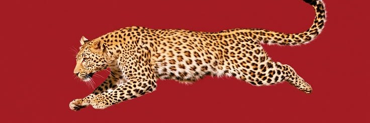 calista's banner