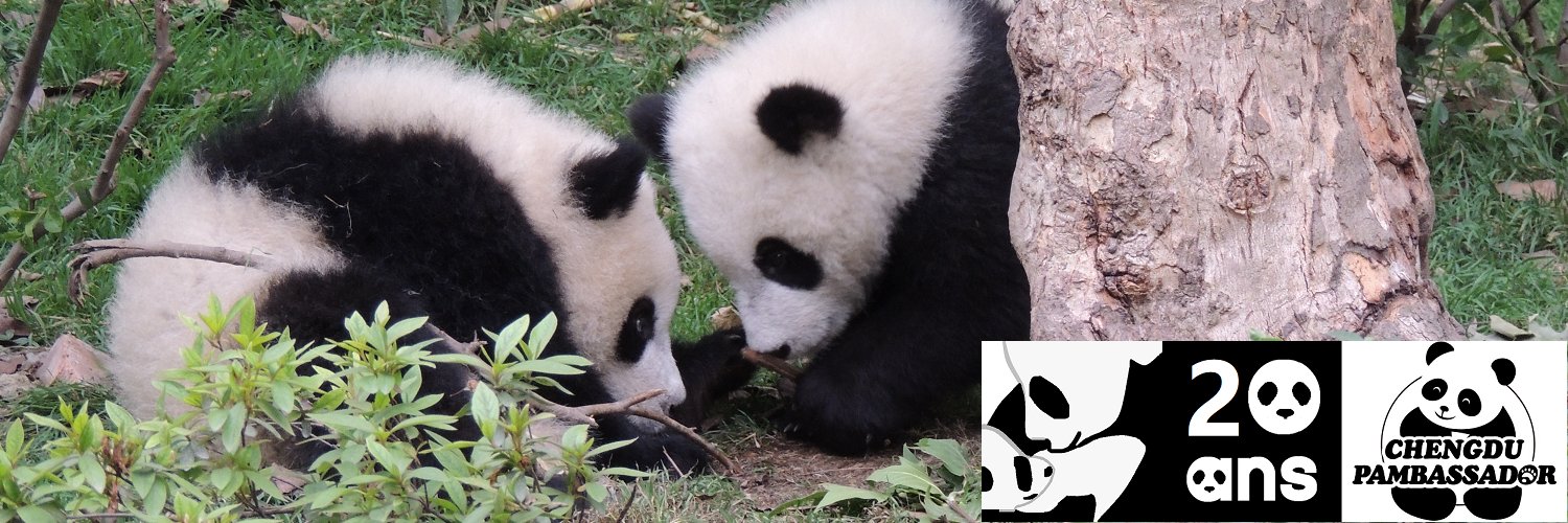 www.panda.fr's banner