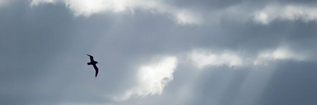 محمد ولد علي's banner