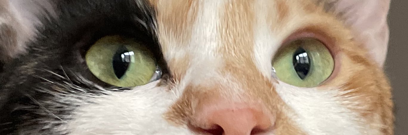 Çerez Çitos Bihter Behlül Poşetçi's banner