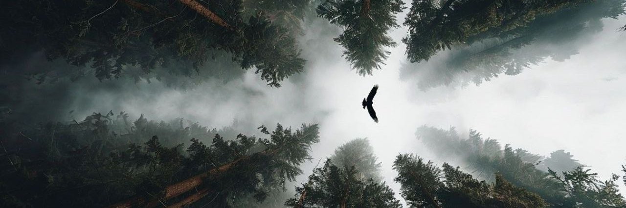 тёмный лес до небес's banner