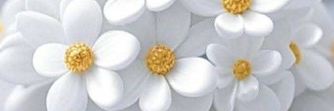 🌷𝕰𝖑𝖑𝖎𝖊🌷's banner