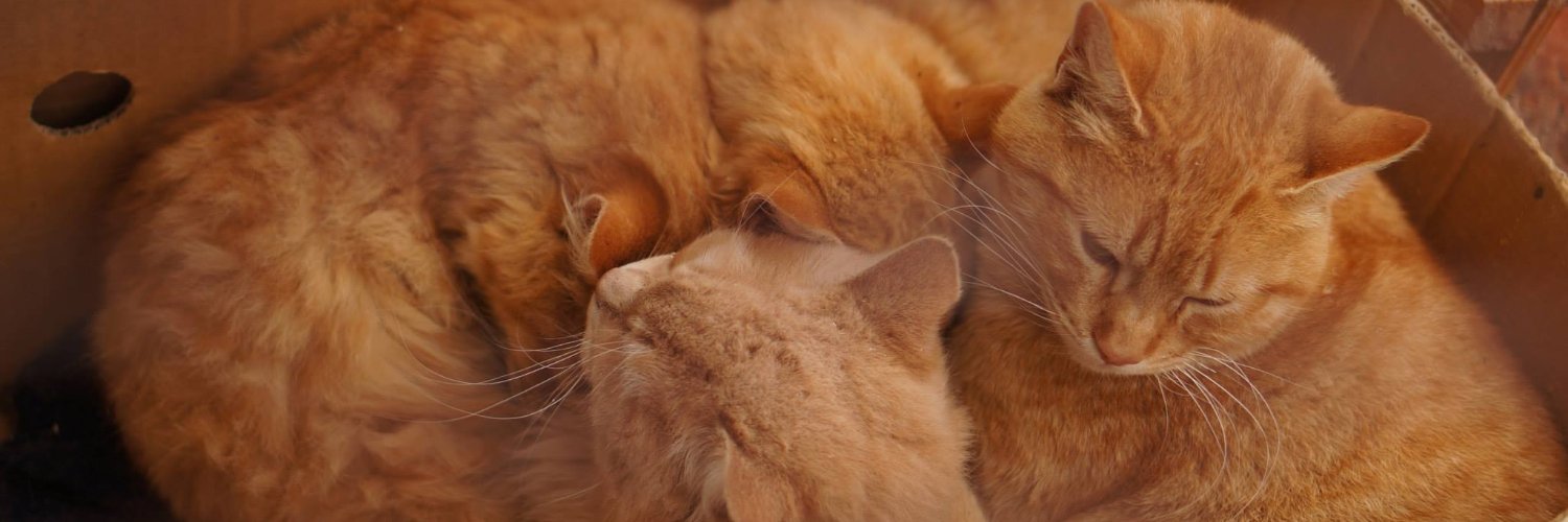 catnose's banner