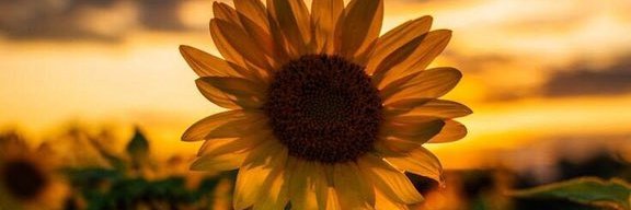 .'s banner
