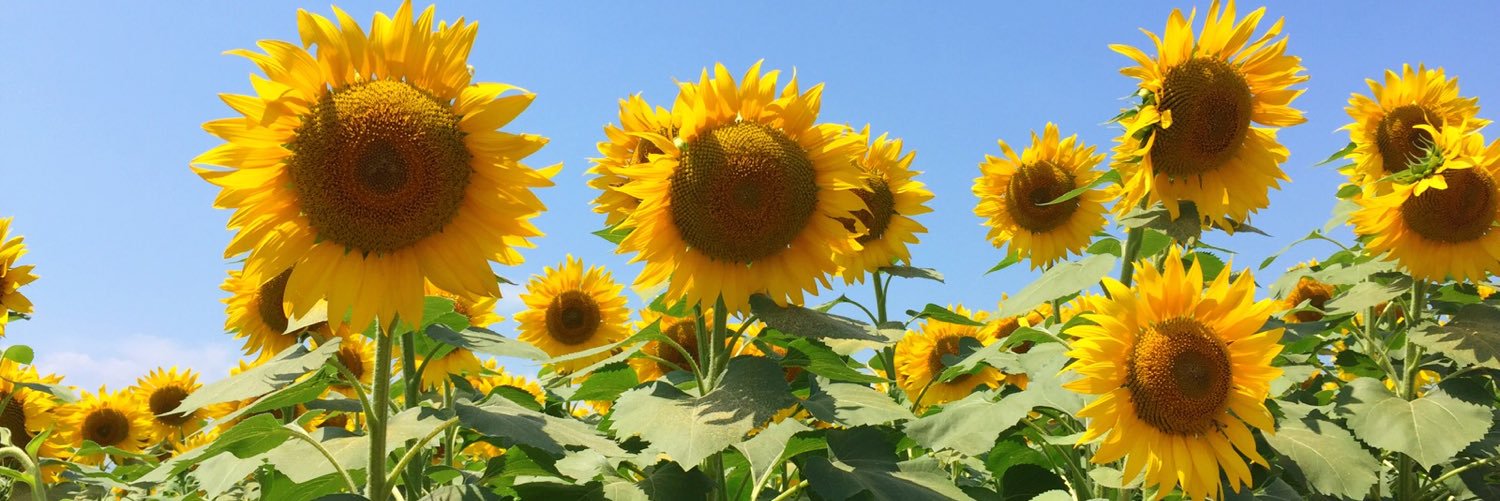 小森すみ恵's banner
