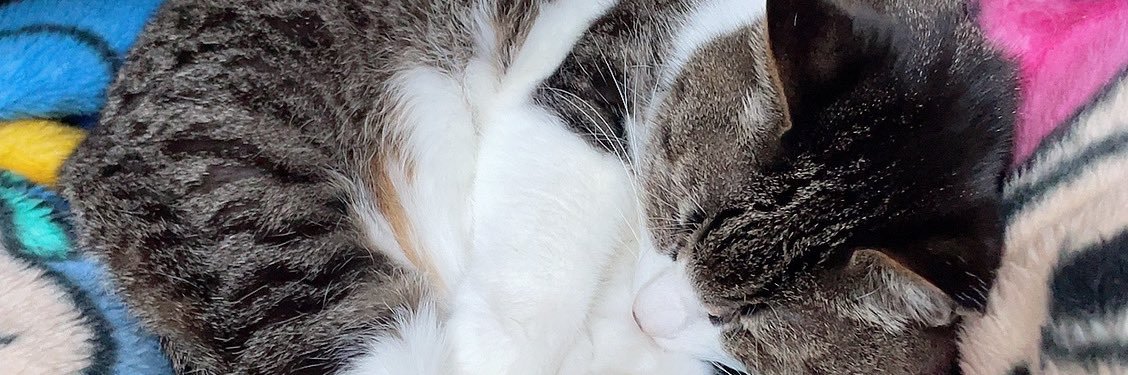 吉田 邑樹(よしだ ゆうき)'s banner
