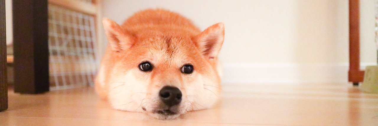柴犬だいふく's banner