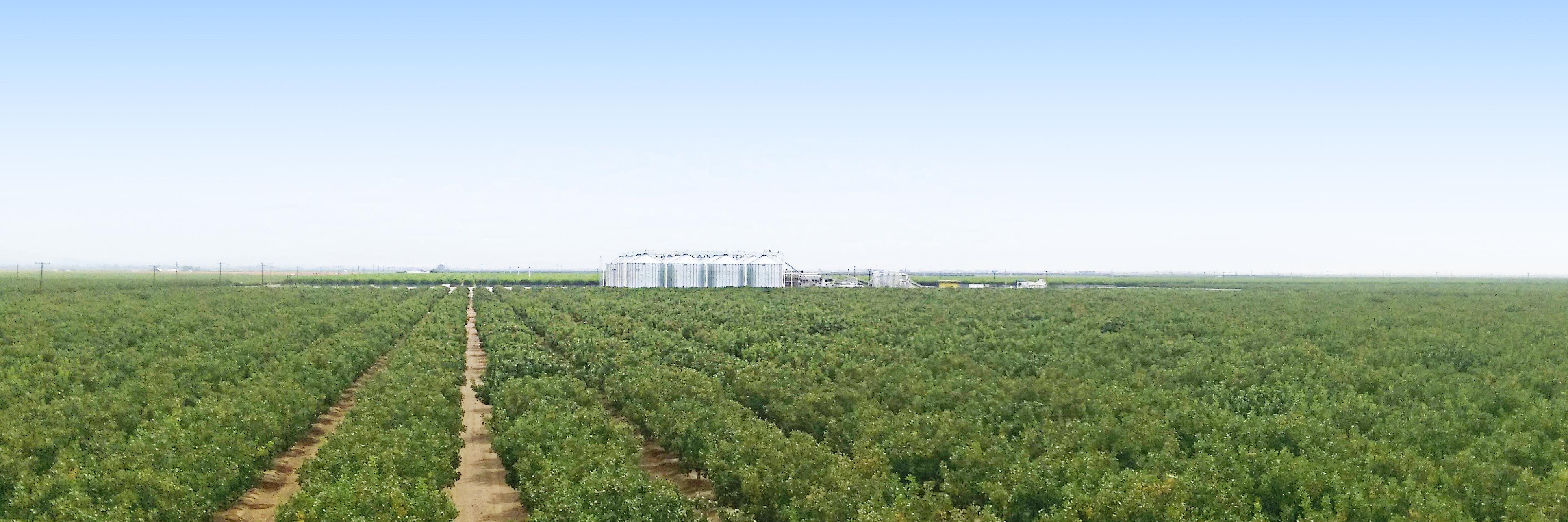 Setton Farms's banner