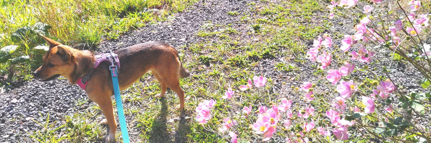 昆布/Yuka's banner