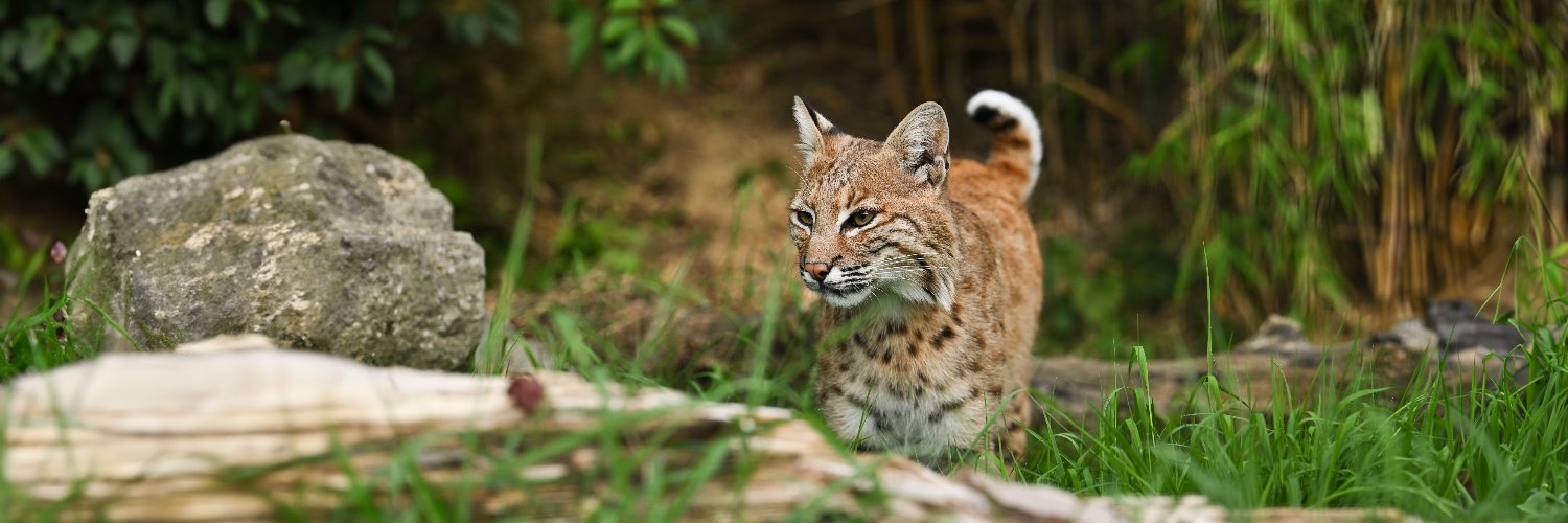 The Big Cat Sanctuary's banner