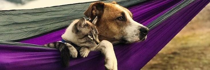 DOGS 🐶❤️🐱 CATS's banner