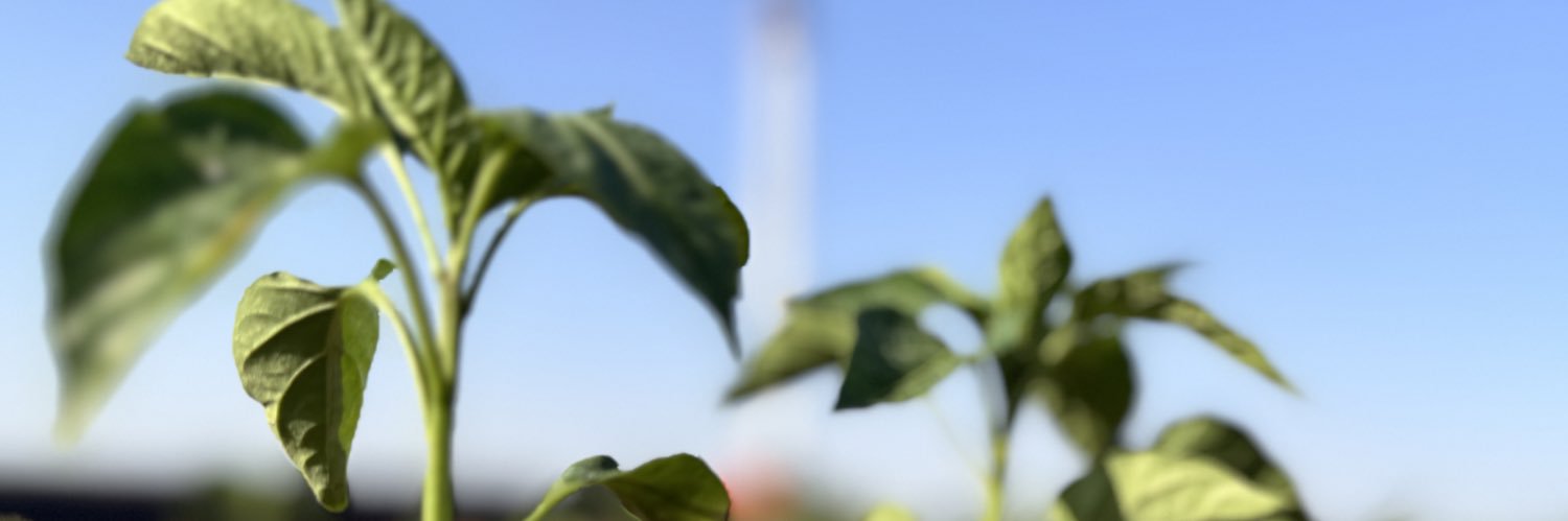 Tansu Göktepeli's banner