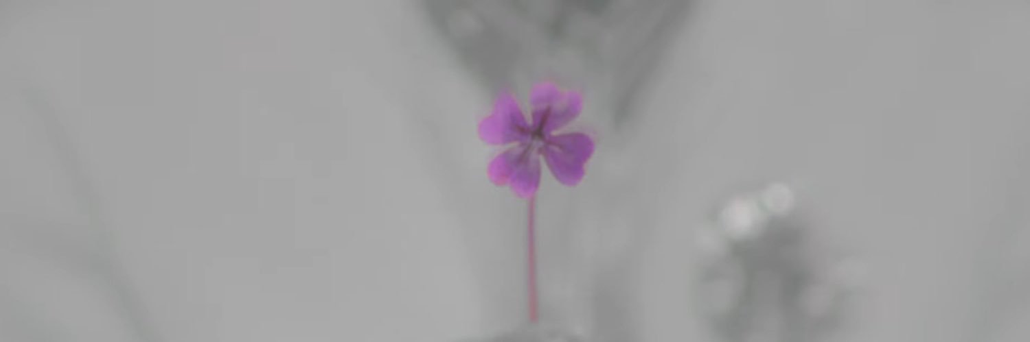 ꕤ ˚ ༘🍀⋆｡˚'s banner