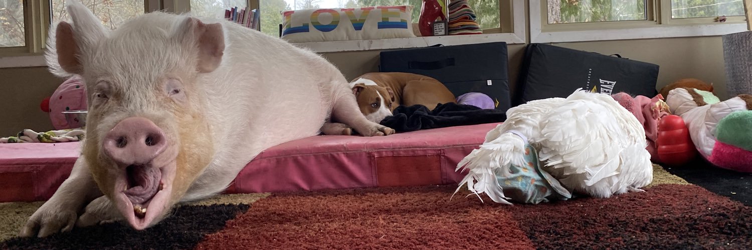 Esther TheWonder Pig's banner