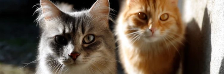 ⟢ nightmare kitten ⟣ 𓃠's banner