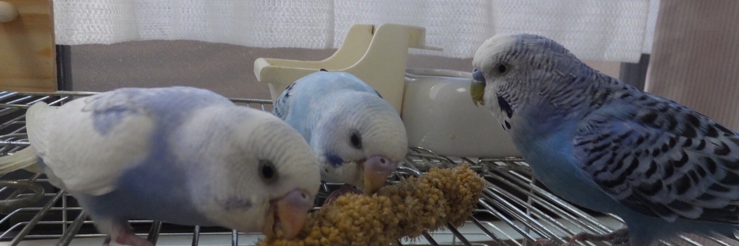 みずたまインコ's banner