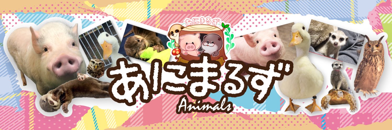 あいるん🦦あにまるず's banner