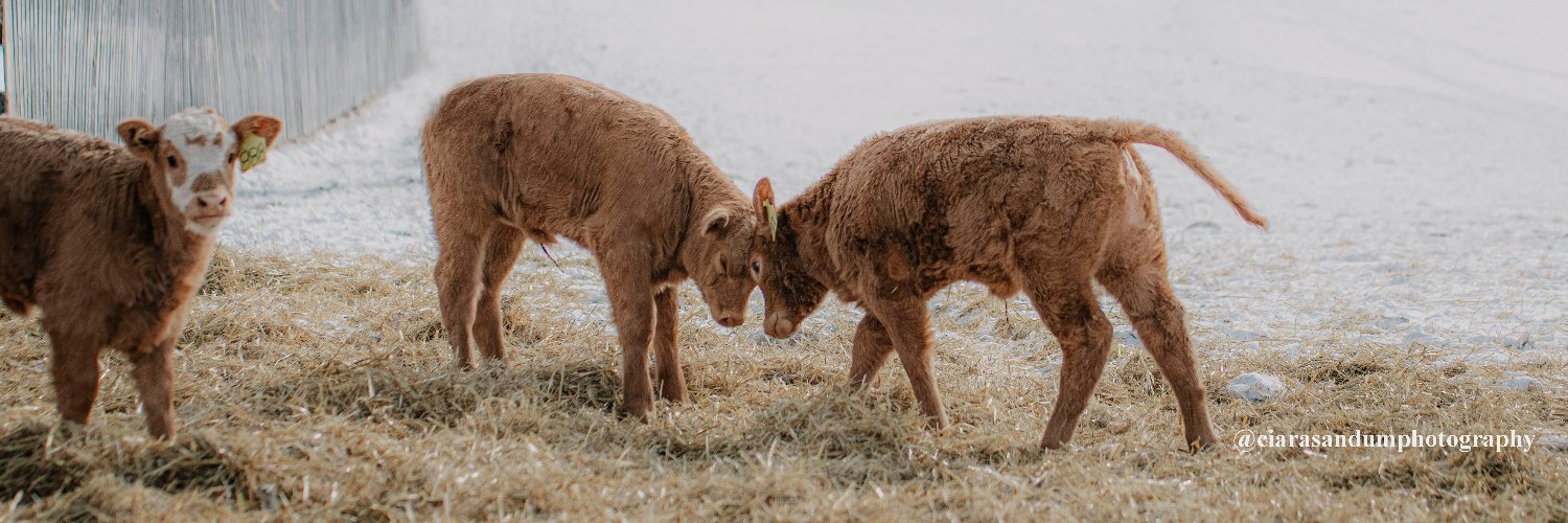 Alberta Beef's banner