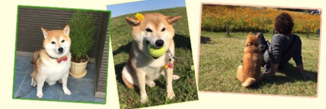柴犬くう🌈くまとら時々大工's banner