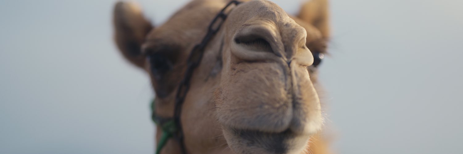 قوت القلوب الحسيني's banner