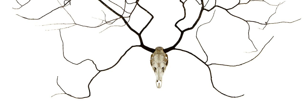 Natura Obscura's banner