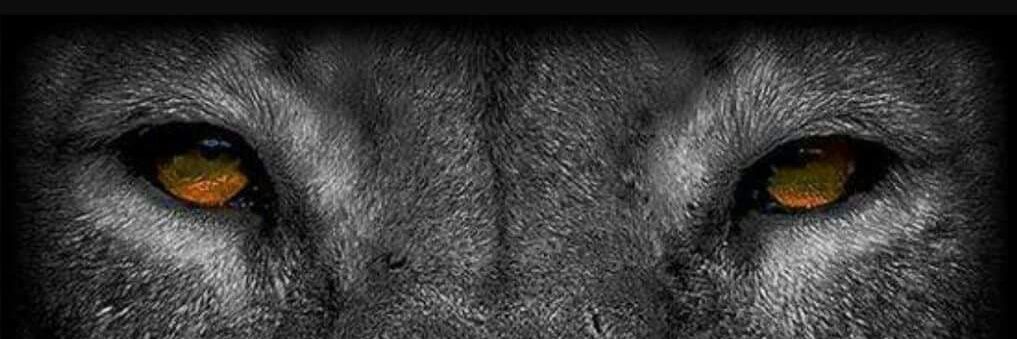 The 〽️agnamimous's banner