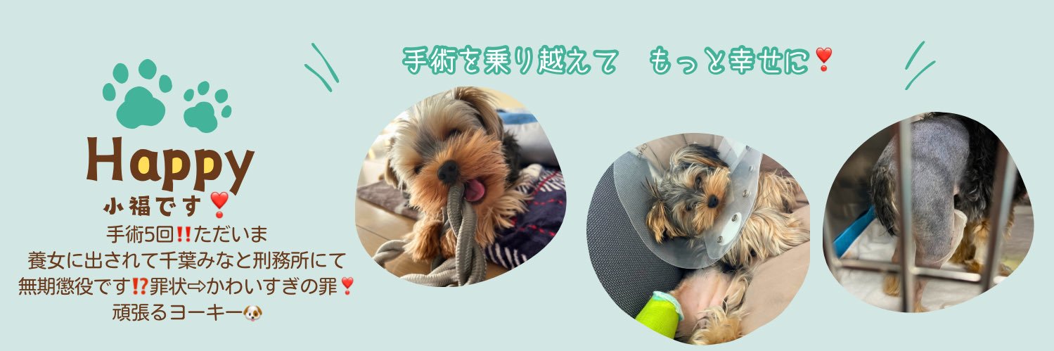 手術を乗り越え　頑張るヨーキー🐶永浜小福ともうしましゅ❣️小さな福で十分幸せでしゅ❣️'s banner