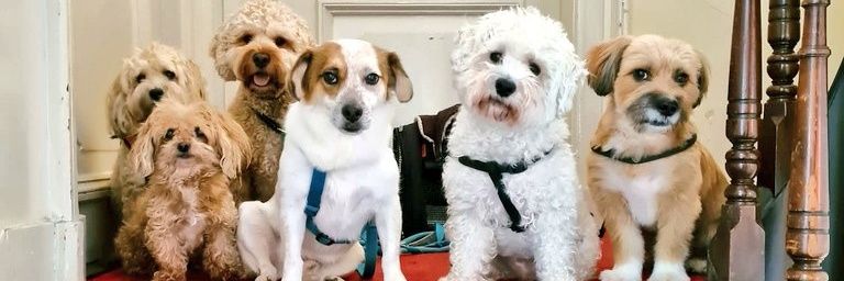 Ken Wynn 🇬🇧 🇳🇱 🏳️‍🌈 🧑‍🤝‍🧑🐱🐱🐶🚲's banner